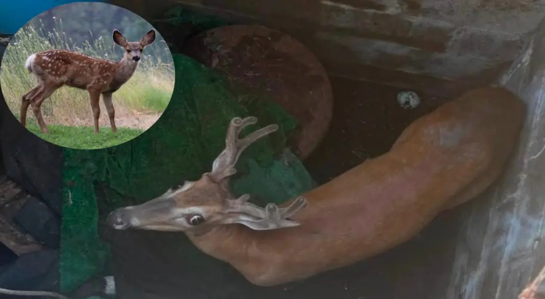 নিউ জার্সির একটি পরিত্যক্ত কূপে পড়ে আটকে থাকা হরিণকে উদ্ধার করে নিরাপদে বনে ছেড়ে দেওয়া হয়েছে। ছবি: সংগৃহীত