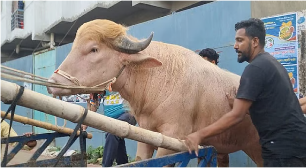 আলোচিত মহিষ ‘ডোনাল্ড ট্রাম্প’কে গত ২৭ মে কেরানীগঞ্জ থানায় নেওয়ার জন্য ট্রাকে ওঠানো হচ্ছিল। থানা থেকে পাঠানো হয় জাতীয় চিড়িয়াখানায়। ছবি: সংগৃহীত