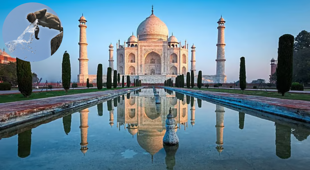 তাজমহলের ফোয়ারায় বানরের জলকেলি