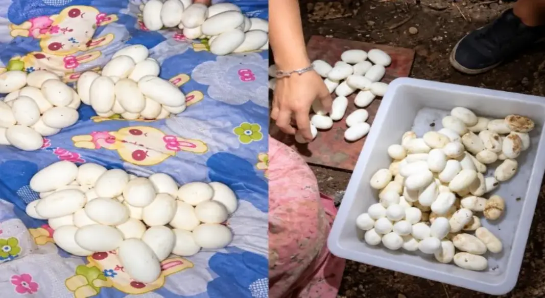 দীর্ঘ ছয় মাস পর ঘরে ফিরে বিছানায় দেখতে পান শতাধিক ‘ডিম’
