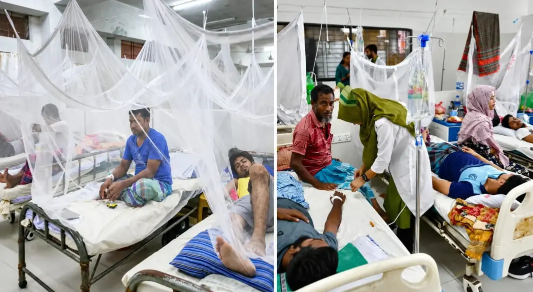 ডেঙ্গুর ভয়াবহ থাবা