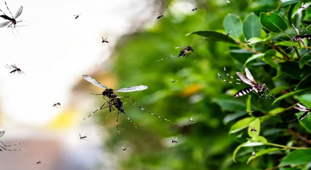 যুক্তরাষ্ট্রের ছাড়া হচ্ছে ৬ লাখ মশা